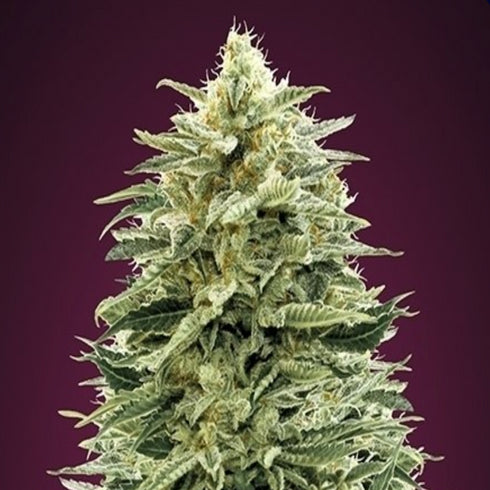 Advanced Seeds - Amnesia Auto