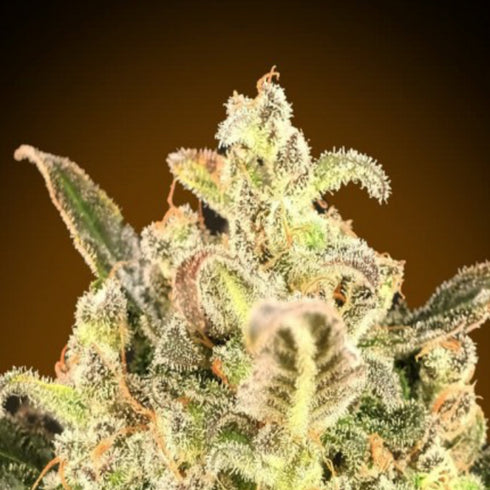 Advanced Seeds - Biodiesel Mass XXL Auto