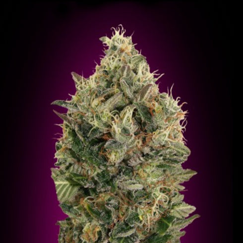 Advanced Seeds - Black Diesel Auto