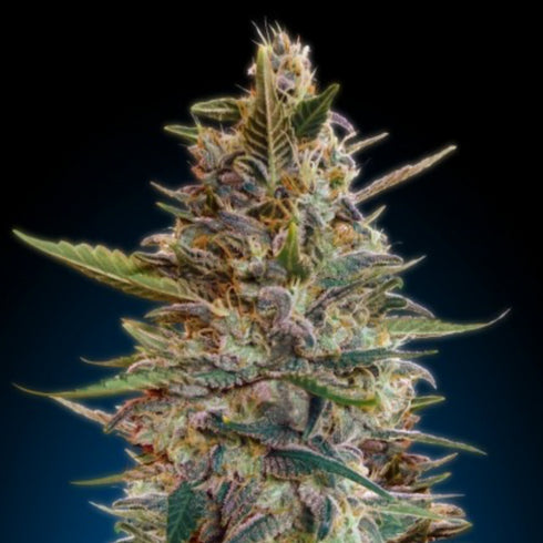 Advanced Seeds - Blue Diesel Auto