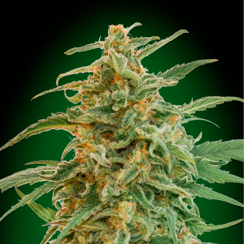 00 Seeds - Auto Gorilla