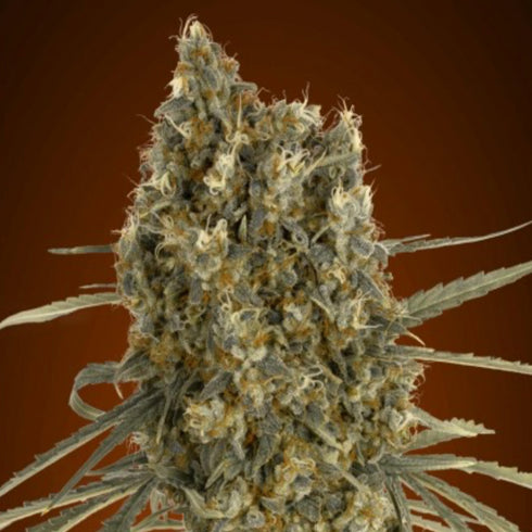 Advanced Seeds - Jack Herer Auto