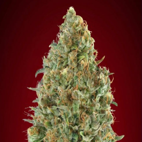 Advanced Seeds - Kaya 47 Auto