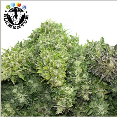 V Elementum Seeds - Mixed Auto
