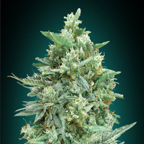 00 Seeds - Auto Northern Lights XXL