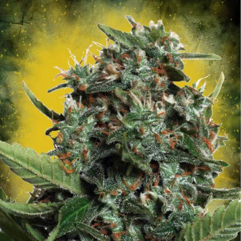 Ministry of Cannabis - Autopilot XXL Auto