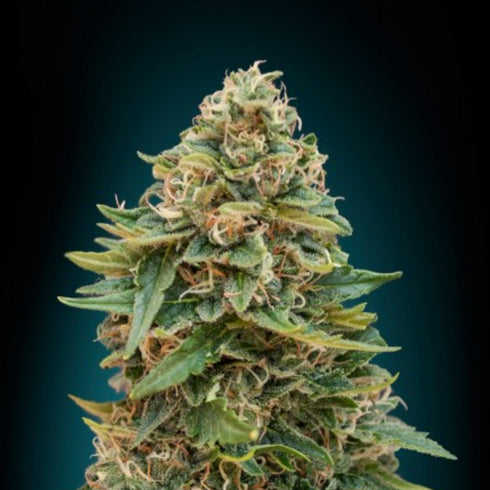 Advanced Seeds - Skunk 47 Auto