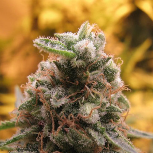 Advanced Seeds - Top 69 Auto