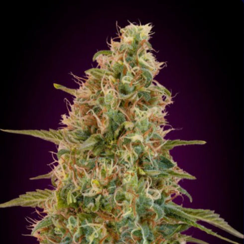 Advanced Seeds - Zkittles Auto