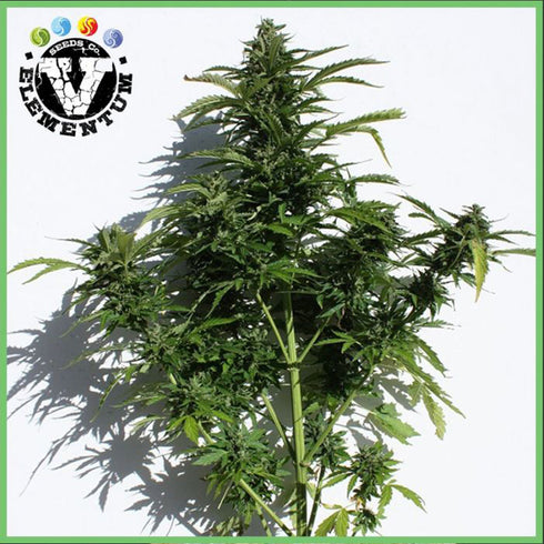 V Elementum Seeds - Caseus Auto