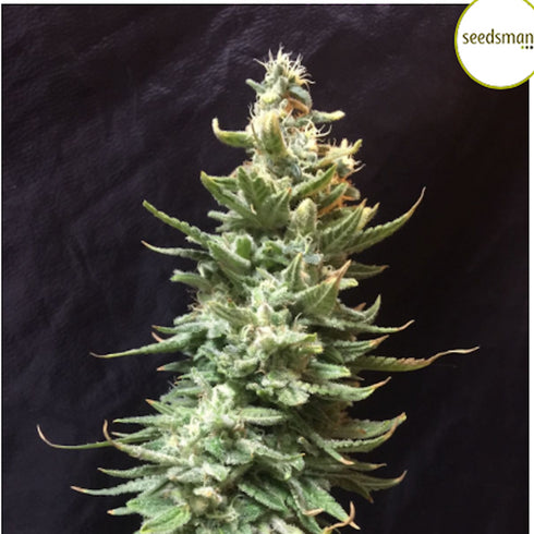 Seedsman - Auto Lemon