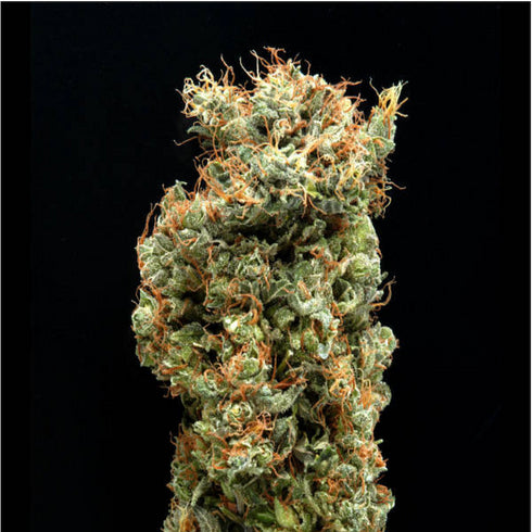 Delta 9 Labs - Afghani Mazar-I-Sharif