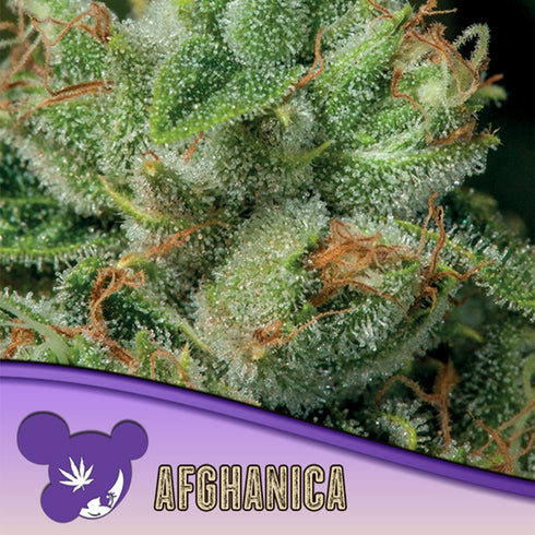 Anesia Seeds - Landrace Collection - Afghanica