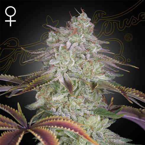 Greenhouse Seed Co. - AlienZ