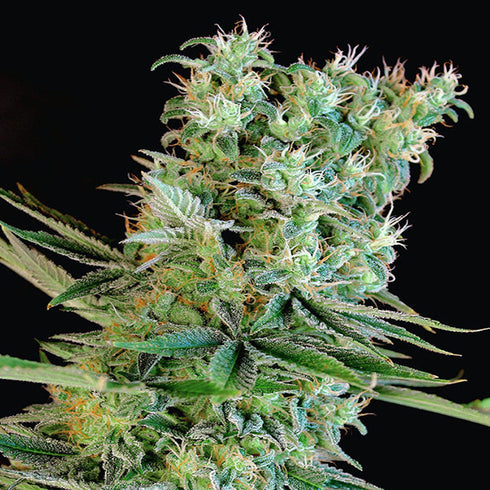 Genehtik Seeds - Amnesia Bilbo
