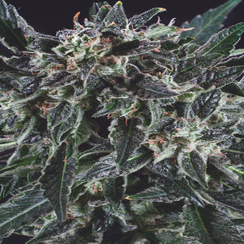 Super CBDx - Amnesia Haze x SCBDX