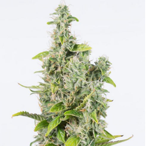 Dinafem Seeds - Amnesia CBD Auto