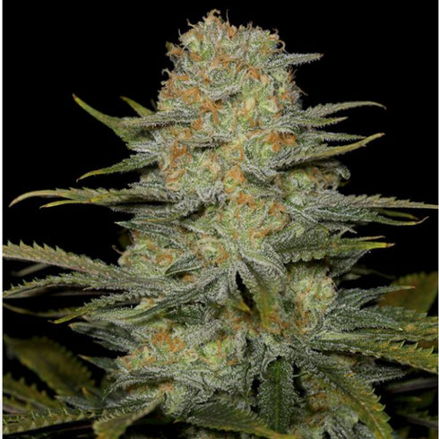 Dinafem Seeds - Amnesia CBD