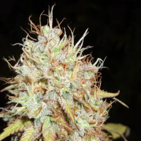 Phoenix Seeds - Amnesia Express Auto