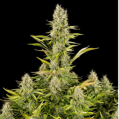 Dinafem Seeds - Amnesia Kush