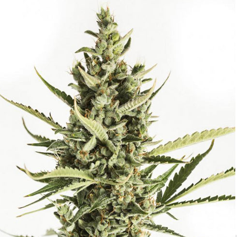 Dinafem Seeds - Amnesia XXL Auto