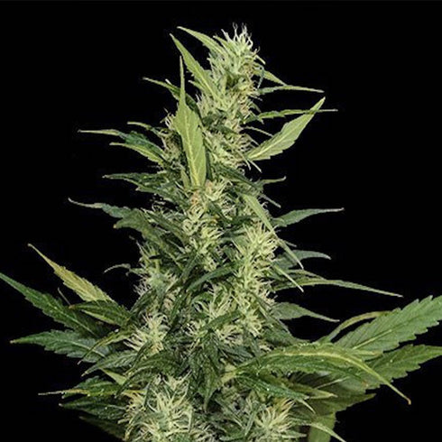 Kalashnikov Seeds - Amur Giant Auto