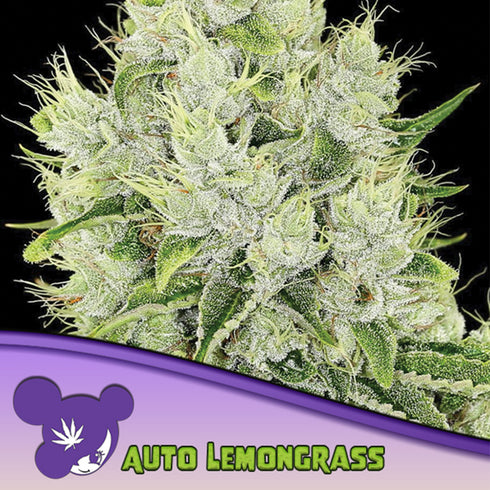 Anesia Seeds - Lemongrass Auto