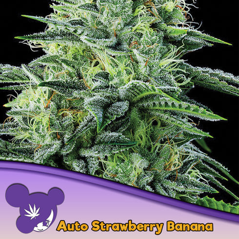 Anesia Seeds - Strawberry Banana Auto