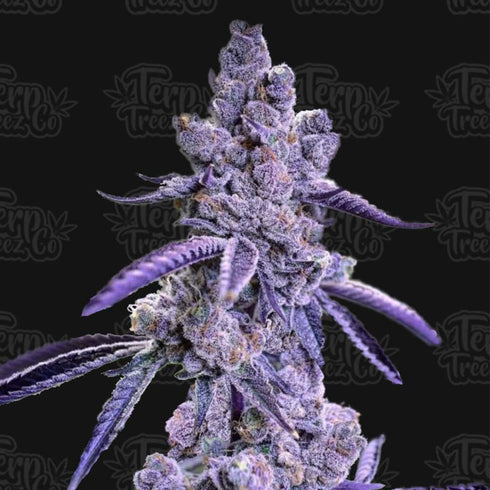 Terp Treez Co - Auto Blue Nerdz