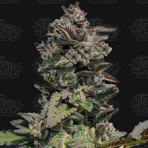 Terp Treez Co - Auto Forbidden Mints