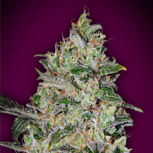 00 Seeds - Auto Super Skunk