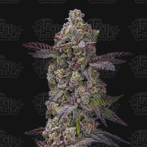 Terp Treez Co - Auto Tre Lime Sorbetto