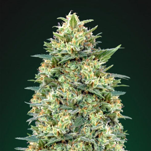 00 Seeds - Auto White Widow XXL