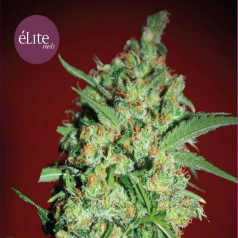Elite Seeds - Banana Joint