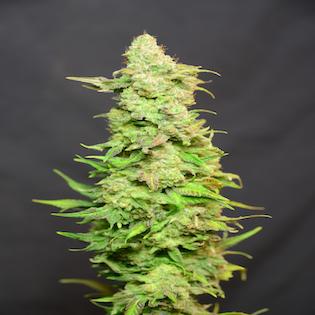 House of the Great Gardener - Barbarella