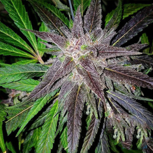 Grand Daddy Purple - Bay Berry