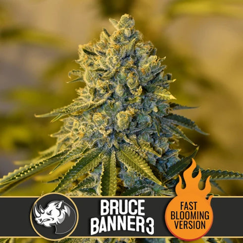 BlimBurn Seeds - Bruce Banner #3 Fast
