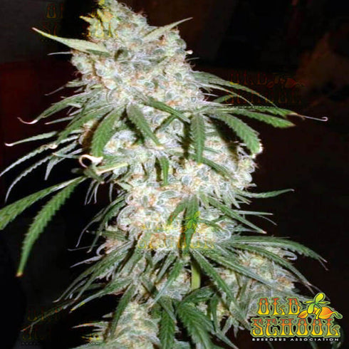 Reeferman - BC Mango