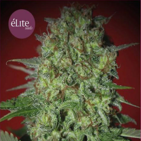 Elite Seeds - Bestial Skunk