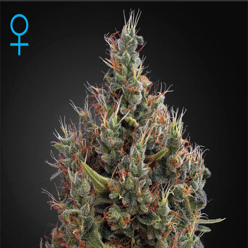 Greenhouse Seed Co. - Big Bang Auto