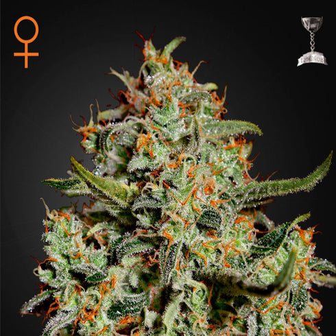 Greenhouse Seed Co. - Big Bang