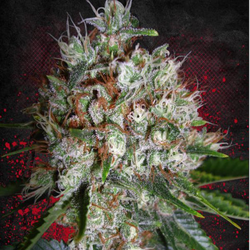 Ministry of Cannabis - Big Bud XXL