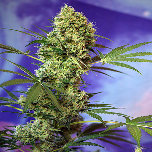 Sweet Seeds - Big Devil Auto