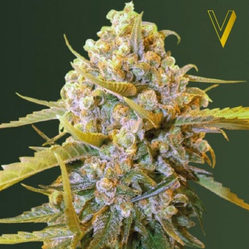 Victory Seeds - Biggest Bud