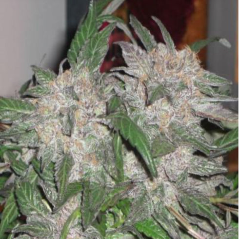 Phoenix Seeds - Big Yield Auto