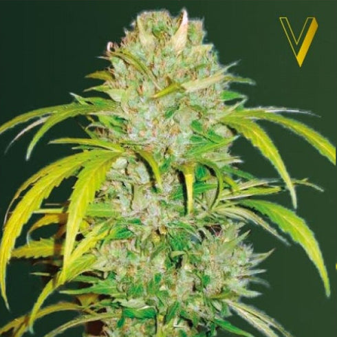 Victory Seeds - Big Angel Auto