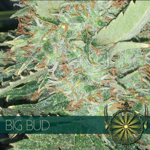 Vision Seeds - Big Bud