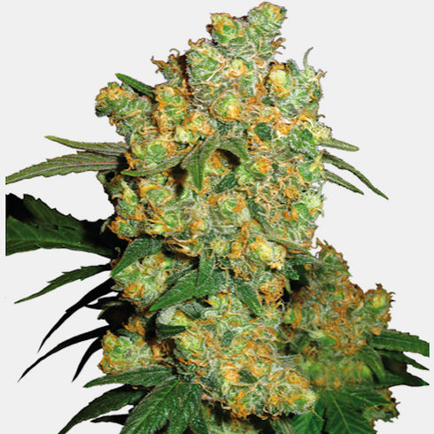 Sensi Seeds - Big Bud