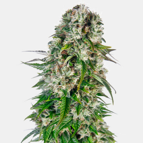Sensi Seeds - Big Bud Auto