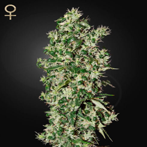 Strain Hunters - Big Tooth